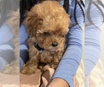 Small Photo #13 Poodle (Toy)-ShihPoo Mix Puppy For Sale in FARMINGTON, MI, USA