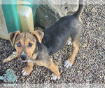 Small #1 Mutt
