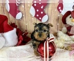 Small #2 Yorkshire Terrier