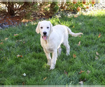 Turbo - Male Golden Retriever Puppy for Sale - Photo #3