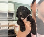 Puppy Puppy 1 Taco Bernedoodle