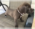Small Photo #1 German Shorthaired Pointer Puppy For Sale in SUMMERSVILLE, WV, USA