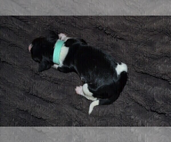 Medium Photo #46 English Springer Spaniel Puppy For Sale in LITCHFIELD, MN, USA