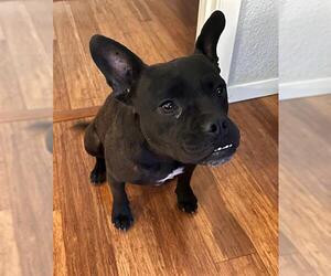 American Staffordshire Terrier-Unknown Mix Dogs for adoption in San Antonio, TX, USA