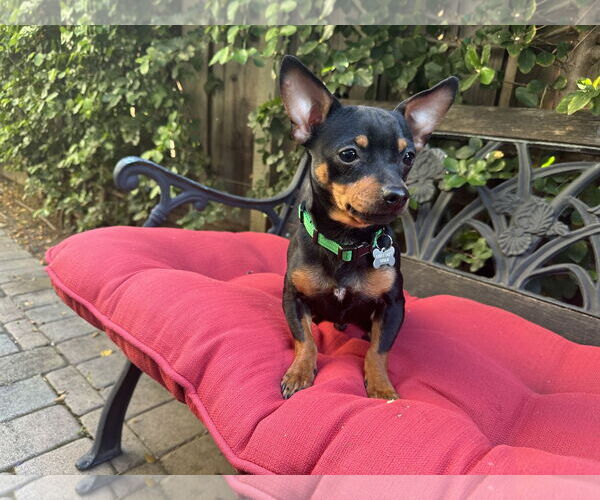 Medium Photo #1 Chipin Puppy For Sale in Santa Clara, CA, USA