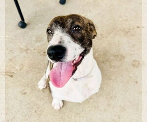 German Shorthaired Pointer-Unknown Mix Dogs for adoption in Houston, TX, USA