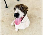 Small German Shorthaired Pointer Mix