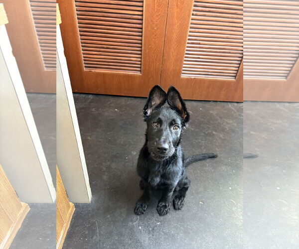 Medium Photo #2 German Shepherd Dog-Unknown Mix Puppy For Sale in Mount Pleasant, SC, USA