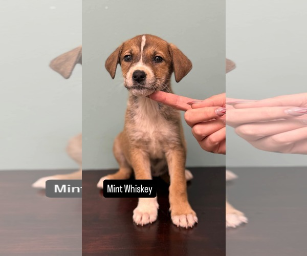 Medium Photo #1 American Pit Bull Terrier-Unknown Mix Puppy For Sale in Duluth, MN, USA