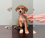 Small American Pit Bull Terrier Mix