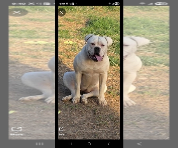 Medium Photo #1 American Bulldog Puppy For Sale in JASPER, GA, USA