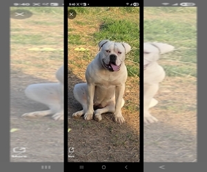 Mother of the American Bulldog puppies born on 12/14/2025