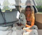 Small #17 English Cream Golden Retriever