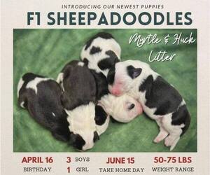 Sheepadoodle Puppy for Sale in MIDDLETOWN, Virginia USA