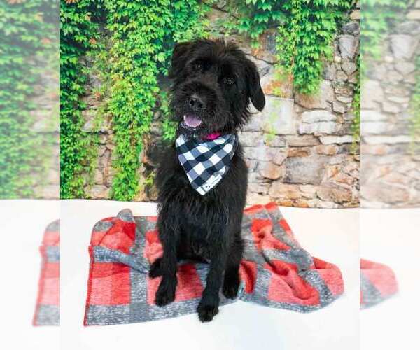 Medium Photo #4 Poodle (Standard)-Unknown Mix Puppy For Sale in Kennesaw, GA, USA