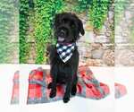 Small #3 Poodle (Standard) Mix