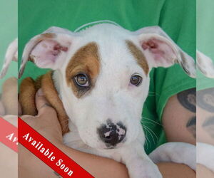 American Staffordshire Terrier-Boxer Mix Dogs for adoption in Huntley, IL, USA