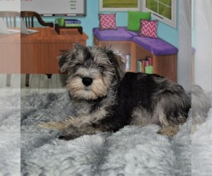 Schnauzer (Miniature) Puppy for sale in BARNESVILLE, KS, USA