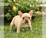 Small #2 French Bulldog