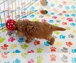Small #2 Cavapoo mix (+ Poodle Miniature)