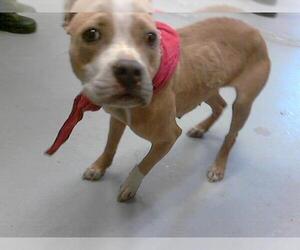 American Pit Bull Terrier Dogs for adoption in Fayetteville, NC, USA