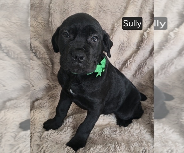 Medium Photo #5 Cane Corso Puppy For Sale in MINERAL WELLS, WV, USA