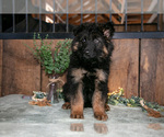 Small #2 German Shepherd Dog