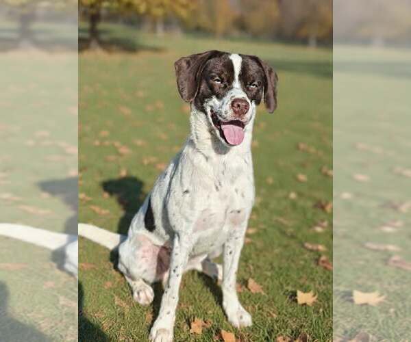 Medium Photo #5 Pointer-Unknown Mix Puppy For Sale in Talladega, AL, USA