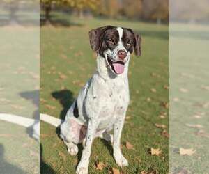 Clover 26/666 - Female Pointer-Unknown Mix Dog for Adoption - Photo #5