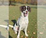 Small Photo #5 Pointer-Unknown Mix Puppy For Sale in Talladega, AL, USA