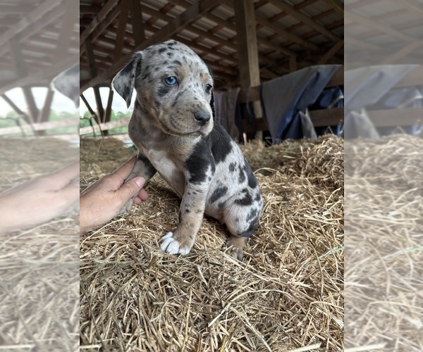 Medium Photo #5 Catahoula Leopard Dog Puppy For Sale in RUBY, SC, USA