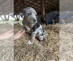 Puppy Jessie Catahoula Leopard Dog