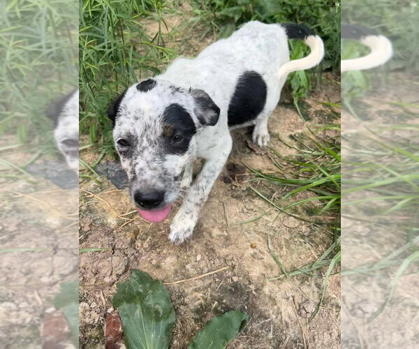 Medium Photo #2 Australian Shepherd-Unknown Mix Puppy For Sale in Aurora, IN, USA