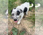 Small #1 Australian Shepherd Mix