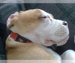 Small Photo #10 Beagle-English Bulldog Mix Puppy For Sale in MAPLE VALLEY, WA, USA