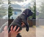 Small Photo #11 Cane Corso Puppy For Sale in COLORADO SPRINGS, CO, USA