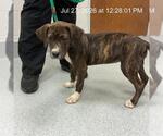 Small American Pit Bull Terrier-Labrador Retriever Mix