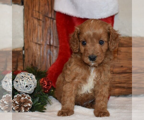 Medium Photo #1 Cavapoo-Poodle (Miniature) Mix Puppy For Sale in NEWPORT, PA, USA