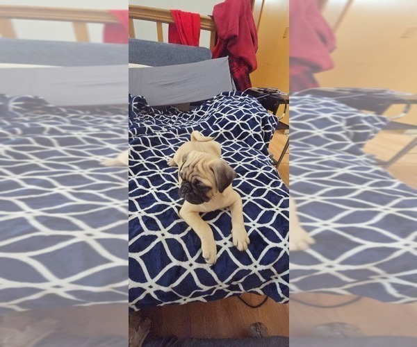 Medium Photo #4 Pug Puppy For Sale in NEW IPSWICH, NH, USA