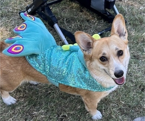 Medium Photo #1 Pembroke Welsh Corgi Puppy For Sale in LAKE HAVASU CITY, AZ, USA