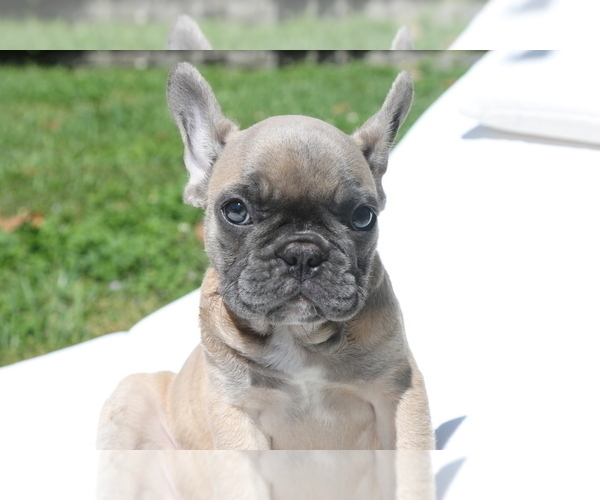 Medium Photo #7 French Bulldog Puppy For Sale in HOLLYWOOD, FL, USA