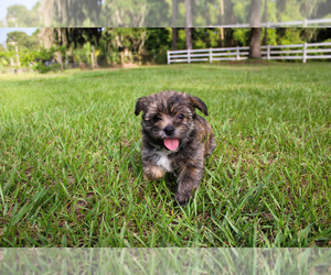 Maltipoo-Morkie Mix Puppy for sale in LITHIA, FL, USA