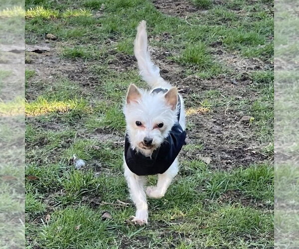 Medium Photo #3 Mutt Puppy For Sale in Rochester, NY, USA