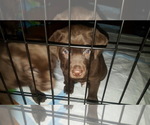Small Photo #11 Labrador Retriever Puppy For Sale in LOS ANGELES, CA, USA