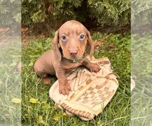 Dachshund Puppy for sale in MIDDLEBURY, IN, USA