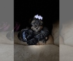 Small Photo #8 YorkiePoo Puppy For Sale in FENTON, MI, USA