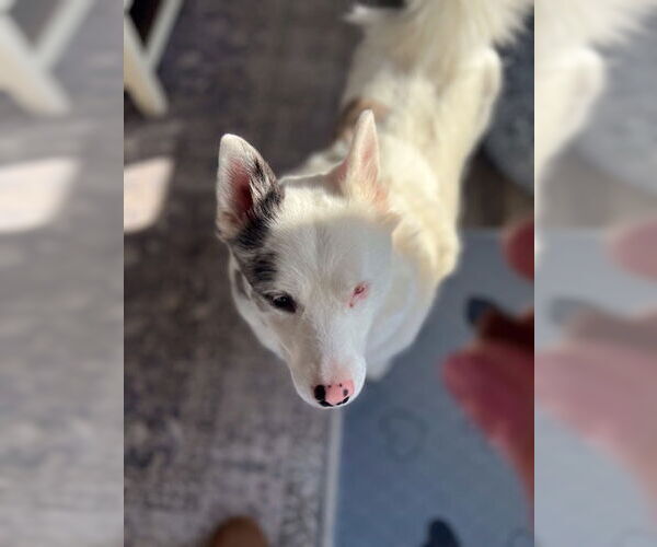 Medium Photo #9 Pomsky Puppy For Sale in St. Louis Park, MN, USA