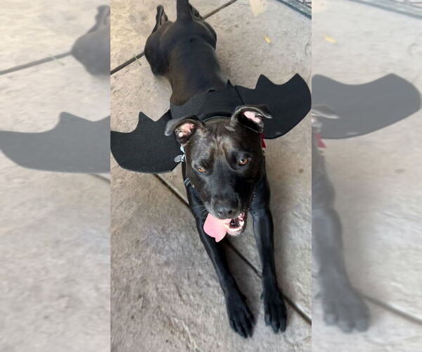 Medium Photo #2 American Pit Bull Terrier-Labrador Retriever Mix Puppy For Sale in Dana Point, CA, USA