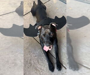 Loki - Male American Pit Bull Terrier-Labrador Retriever Mix Dog for Adoption - Photo #2
