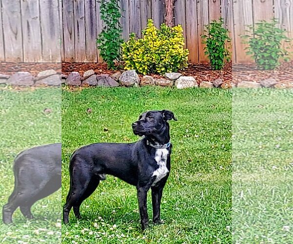 Medium Photo #1 Labrador Retriever-Unknown Mix Puppy For Sale in Greensboro, NC, USA